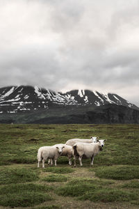 Sheep grazing on field