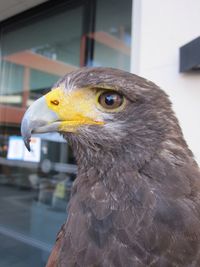 Close-up of owl