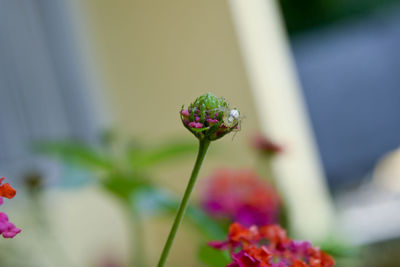 Close-up of small spider on plant