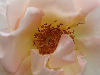 Close-up of white rose flower