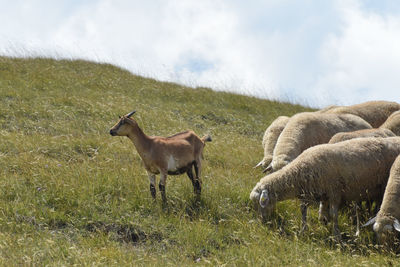 Goat and sheep in a field