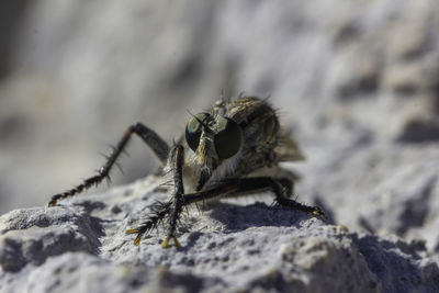 Close-up of spider on rock
