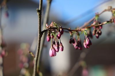 Close-up of pink flowering plant