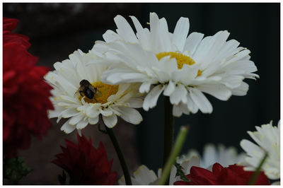 Close-up of bee on white flower