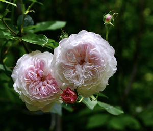 Close-up of pink rose flower