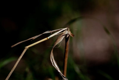 Close-up of insect on plant