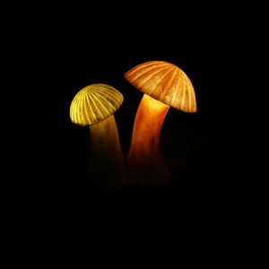 Close-up of mushrooms against black background