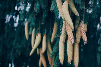 Low angle view of tree