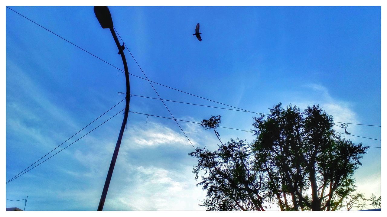 LOW ANGLE VIEW OF BIRD FLYING AGAINST BLUE SKY