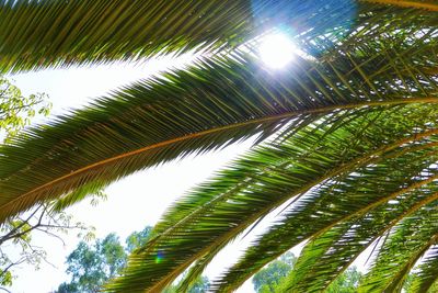 Low angle view of palm trees against the sky