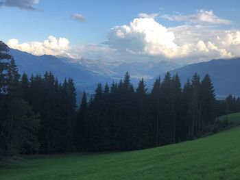 Scenic view of pine trees on field against sky