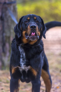 Close-up of black dog looking away