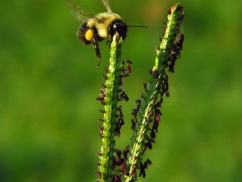 Close-up of bee on plant