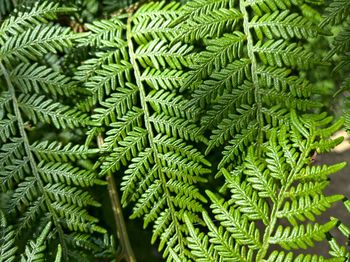 Close-up of green leaves