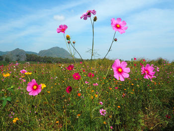 Pink flowers growing in field