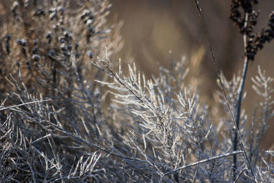 Close-up of frozen plants during winter