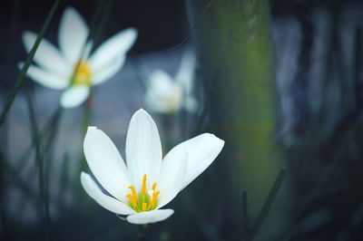 Close-up of white flower blooming outdoors