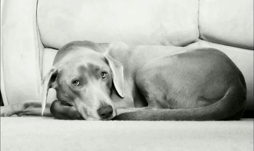 Portrait of dog lying on sofa