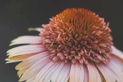 Close-up of flower