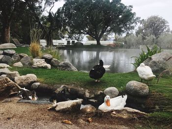 Ducks on tree by plants