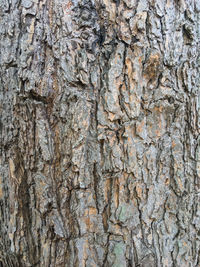 Full frame shot of tree trunk