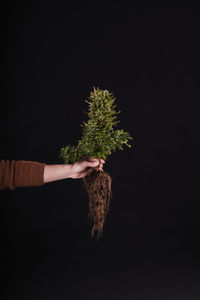 A hand holding a marijuana plant with roots on black background