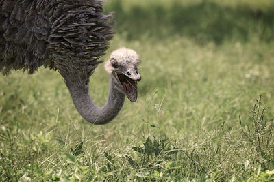 Close-up of a bird on land