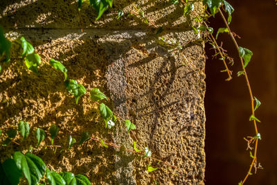 Close-up of a tree trunk