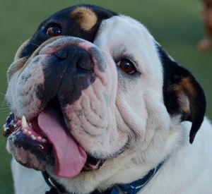 Close-up of dog looking away