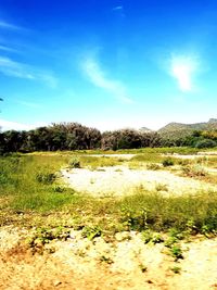 Scenic view of field against sky