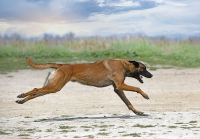 Dog running on beach