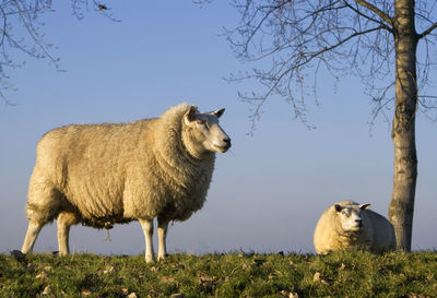 Sheep in a field