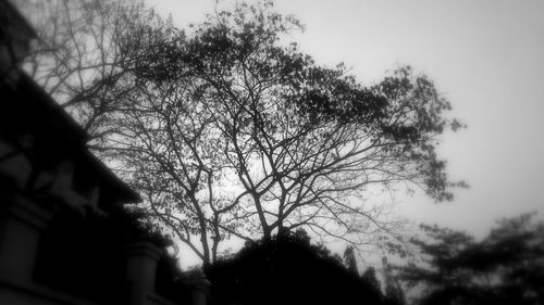 Low angle view of bare tree against sky