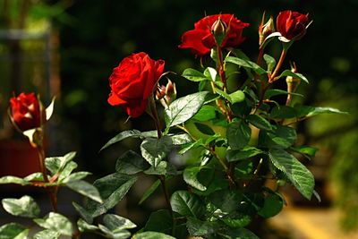 Close-up of red flower