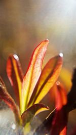 Close-up of pink flower blooming outdoors