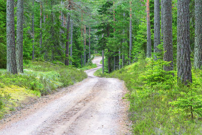 Winding gravel road in the woods