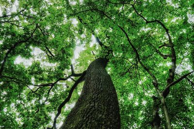 Low angle view of trees in forest