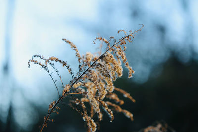 Close-up of wilted plant against sky during winter