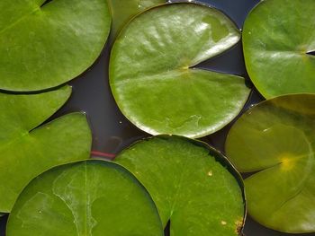 Full frame shot of lotus leaves floating in pond