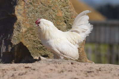 Close-up of rooster