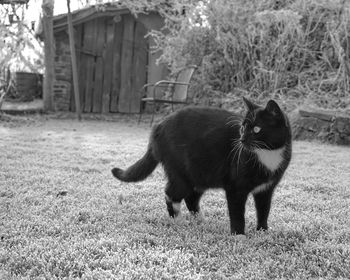 Close-up of cat on grass