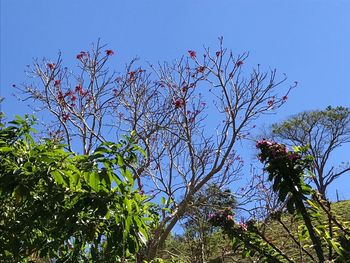 Low angle view of trees against blue sky