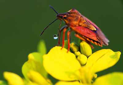 Close-up of bug on yellow flower at park