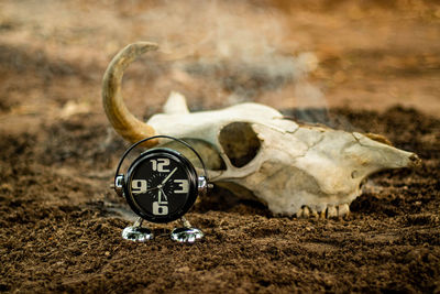 Close-up of a animal skull