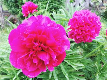 Close-up of pink flowering plant in park