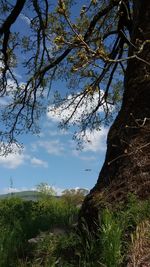 Trees on landscape against sky