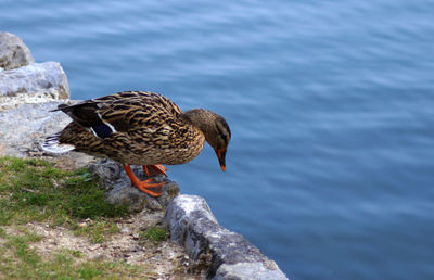 Close-up of mallard duck on rock by lake