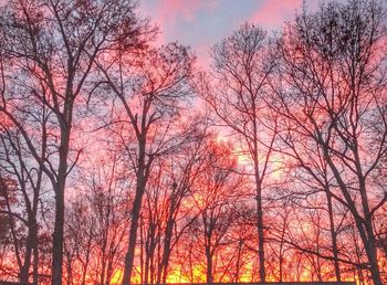 Low angle view of bare trees against sky at sunset