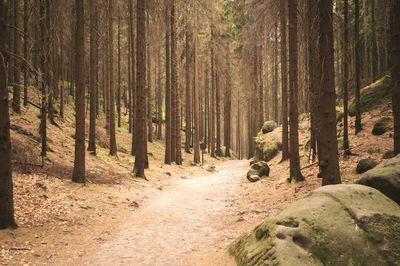 Dirt road passing through forest