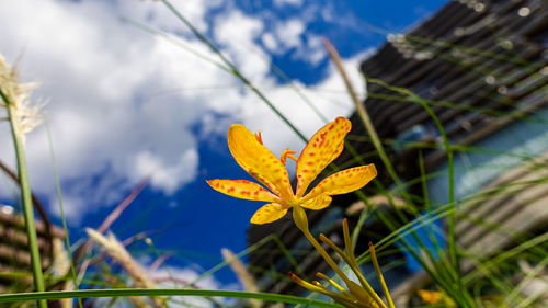 Close-up of orange plant against sky